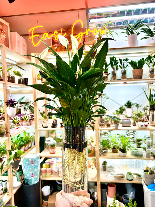 Hydroponic Potted - Peace Lily