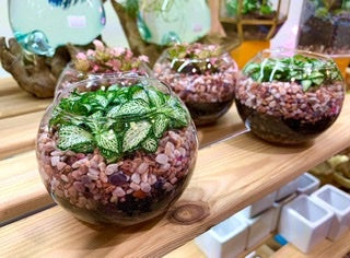 fittonia plant terrarium Glass Bowl Terrarium