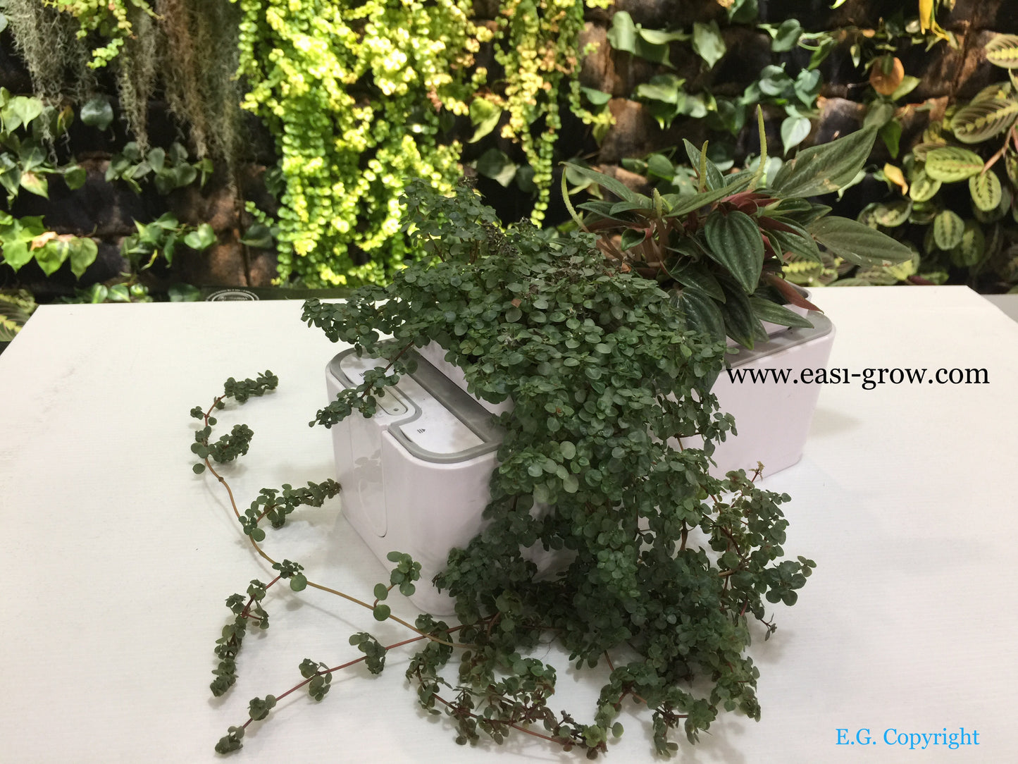 Hydroponic Mini Garden