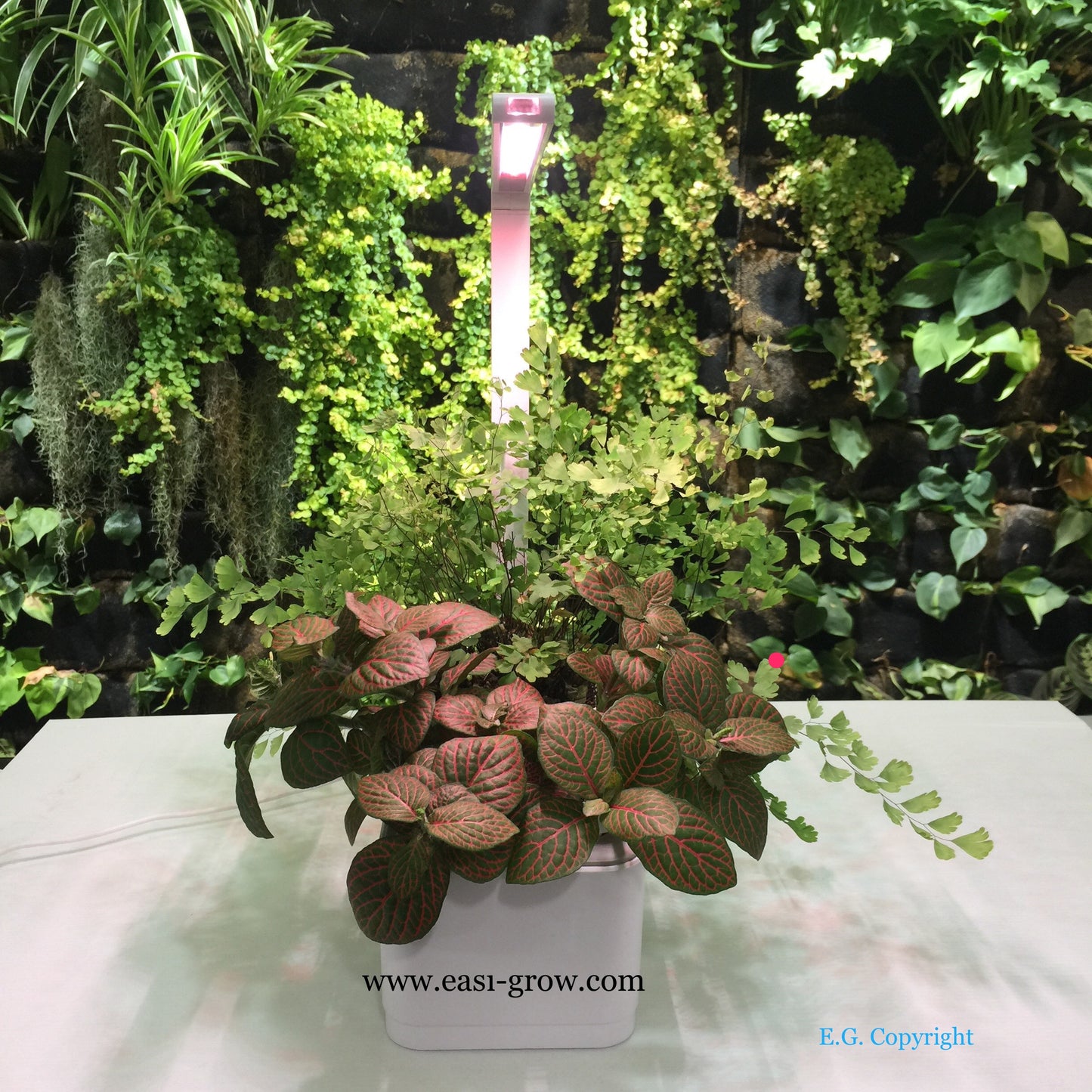 Hydroponic Mini Garden LED (Promotion Sales)