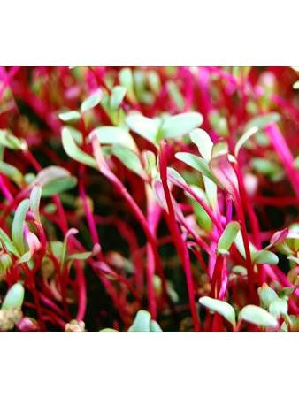 Micro Veggie, Beet, Detroit Dark Red