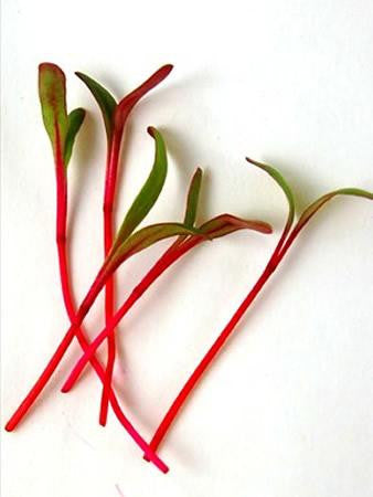 Micro Veggie, Beet, Detroit Dark Red