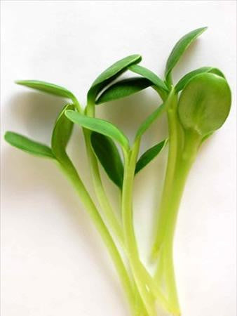 Micro Veggie, Sun Flower, Black Oil Organic