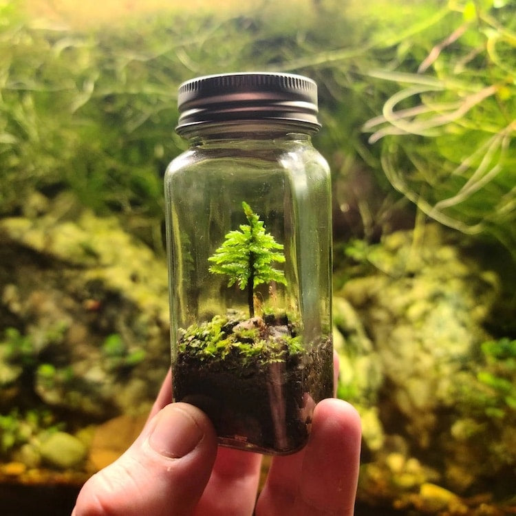 Terrarium