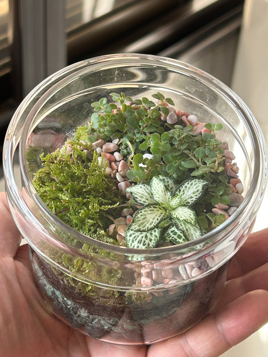 Closed Terrarium - D1