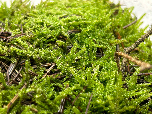 Live Feather Moss