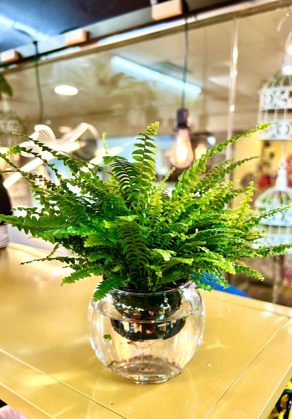 Hydroponic Potted - Boston Fern