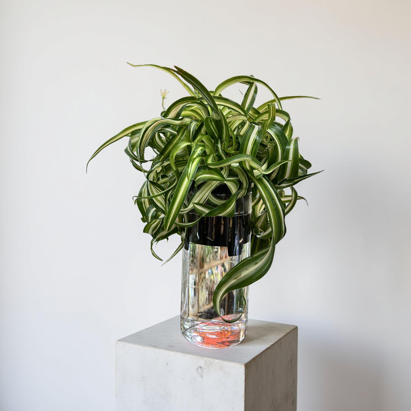 Hydroponic Potted - Curly Spider Plant