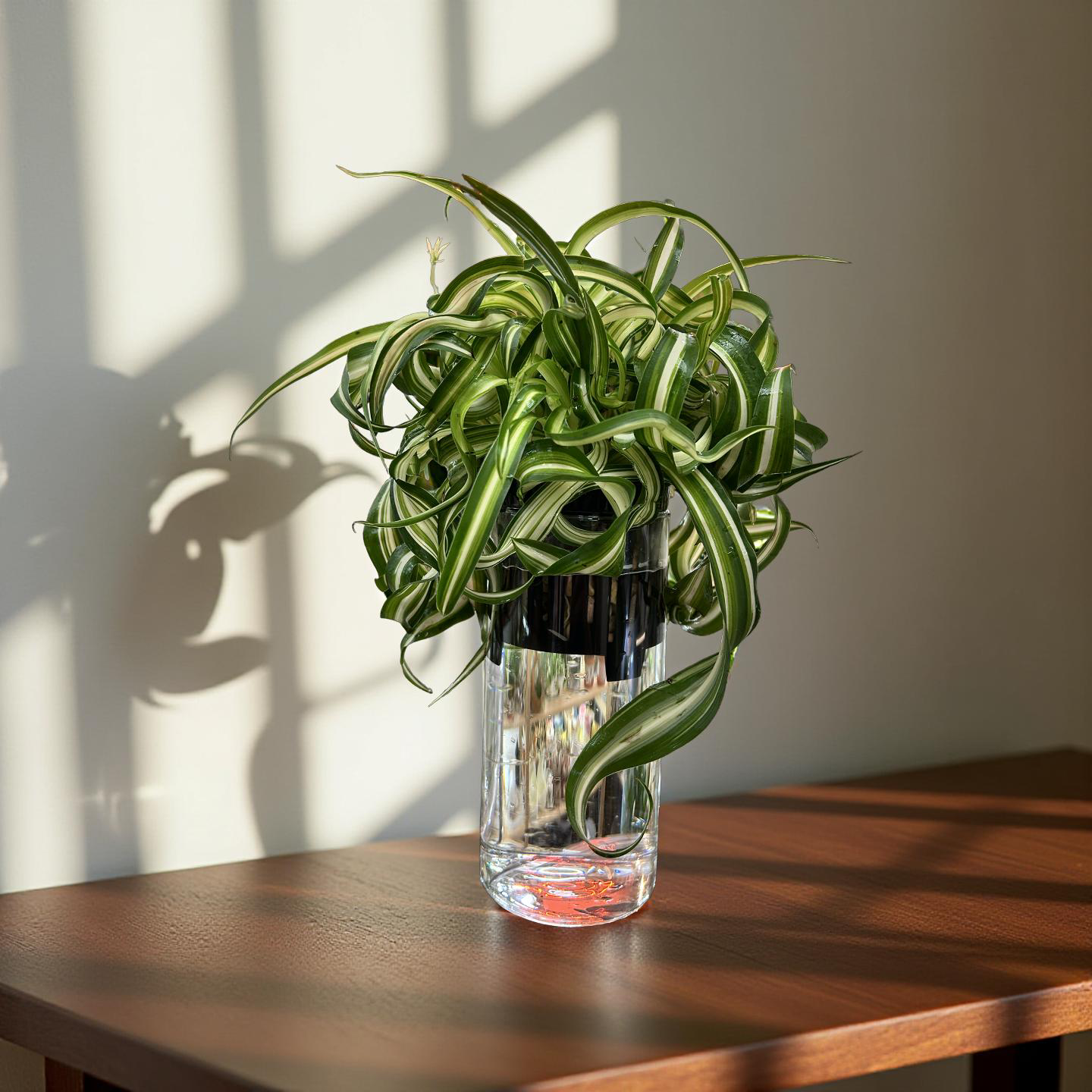Hydroponic Potted - Curly Spider Plant