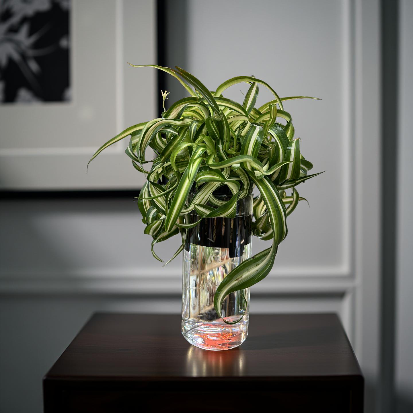 Hydroponic Potted - Curly Spider Plant