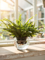 Hydroponic Potted - Boston Fern