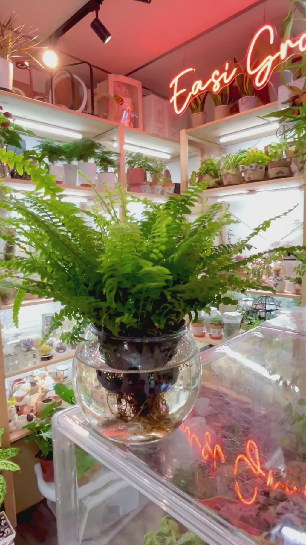 Hydroponic Potted - Boston Fern