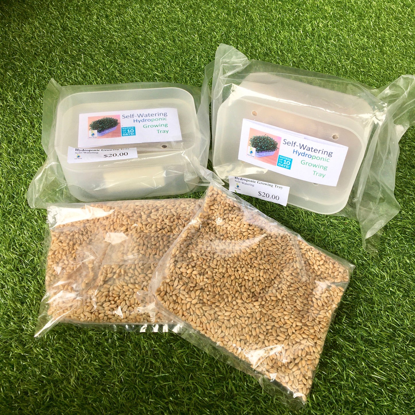 Hydroponic Wheat Grass (Organic) Growing Kit