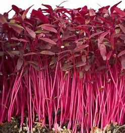 Micro Veggie, Amaranth, Red Garnet