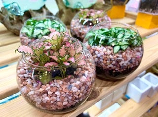 Glass Bowl Terrarium - Fittonia (3”)