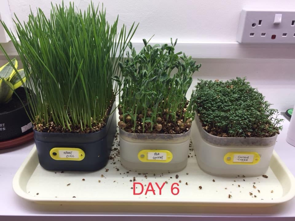 Hydroponic Wheat Grass (Organic) Growing Kit