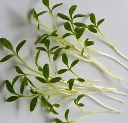 Micro Veggie, Curled Cress
