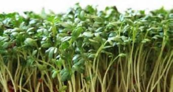 Micro Veggie, Curled Cress