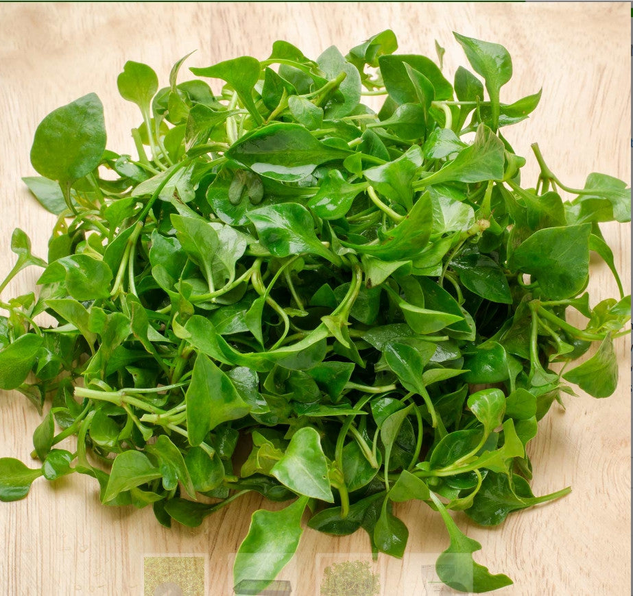 Micro Veggie, Curled Cress