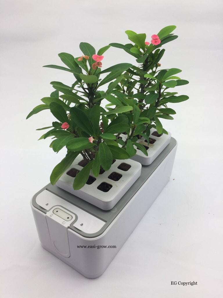 Hydroponic Mini Garden