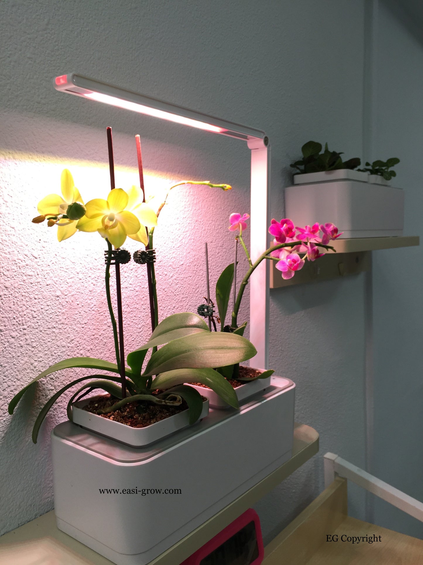 Hydroponic Mini Garden LED (Promotion Sales)