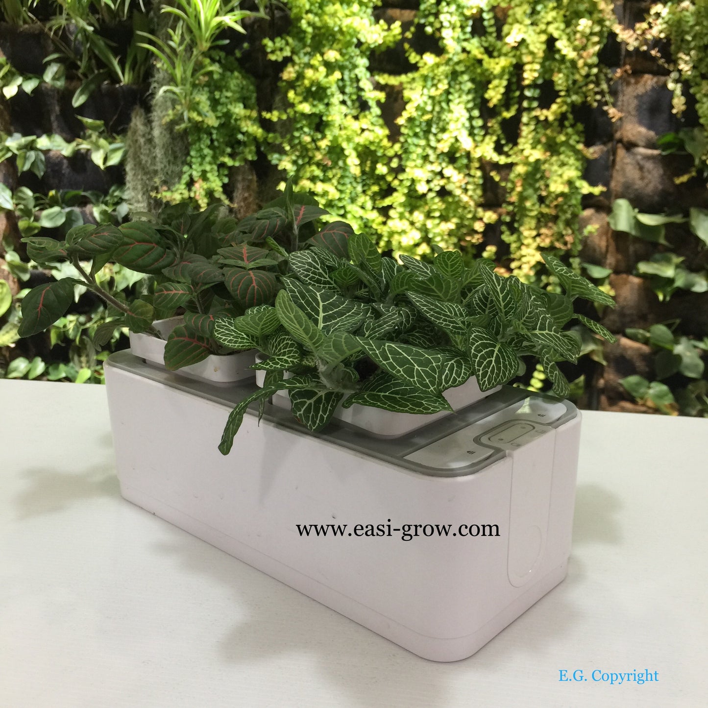 Hydroponic Mini Garden