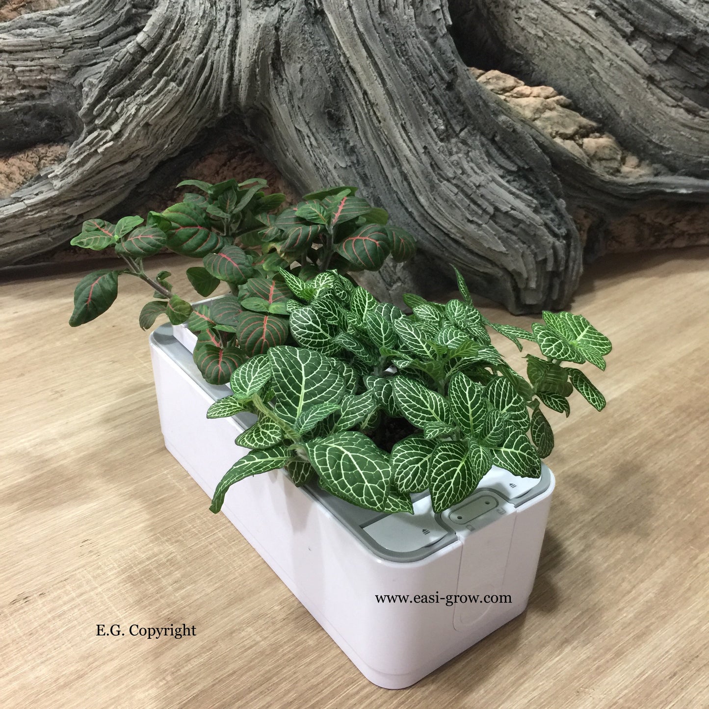 Hydroponic Mini Garden