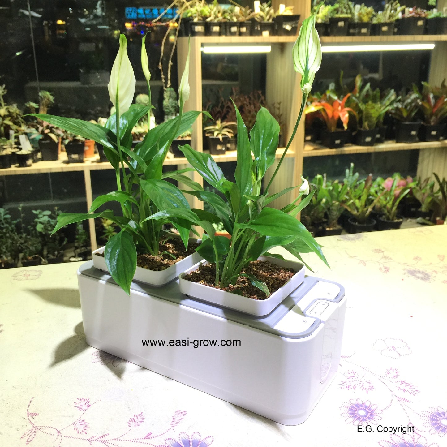 Hydroponic Interior  Air Purifier Set - Peace Lily