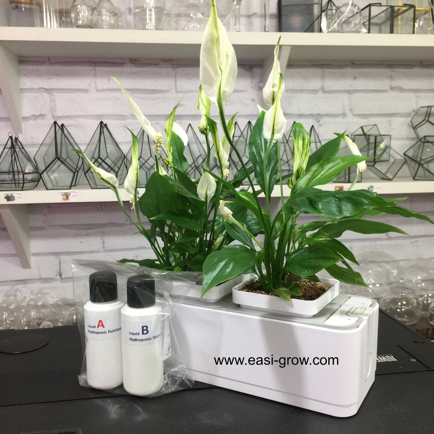 Hydroponic Interior  Air Purifier Set - Peace Lily