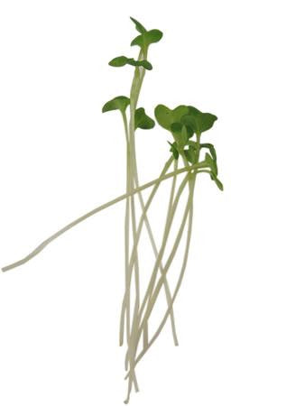 Micro Veggie, Cabbage, Golden Acre